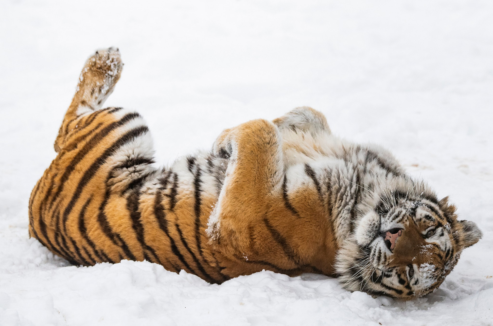 BREAKING: Randizni kezdtek a Nyíregyházi Állatpark tigrisei