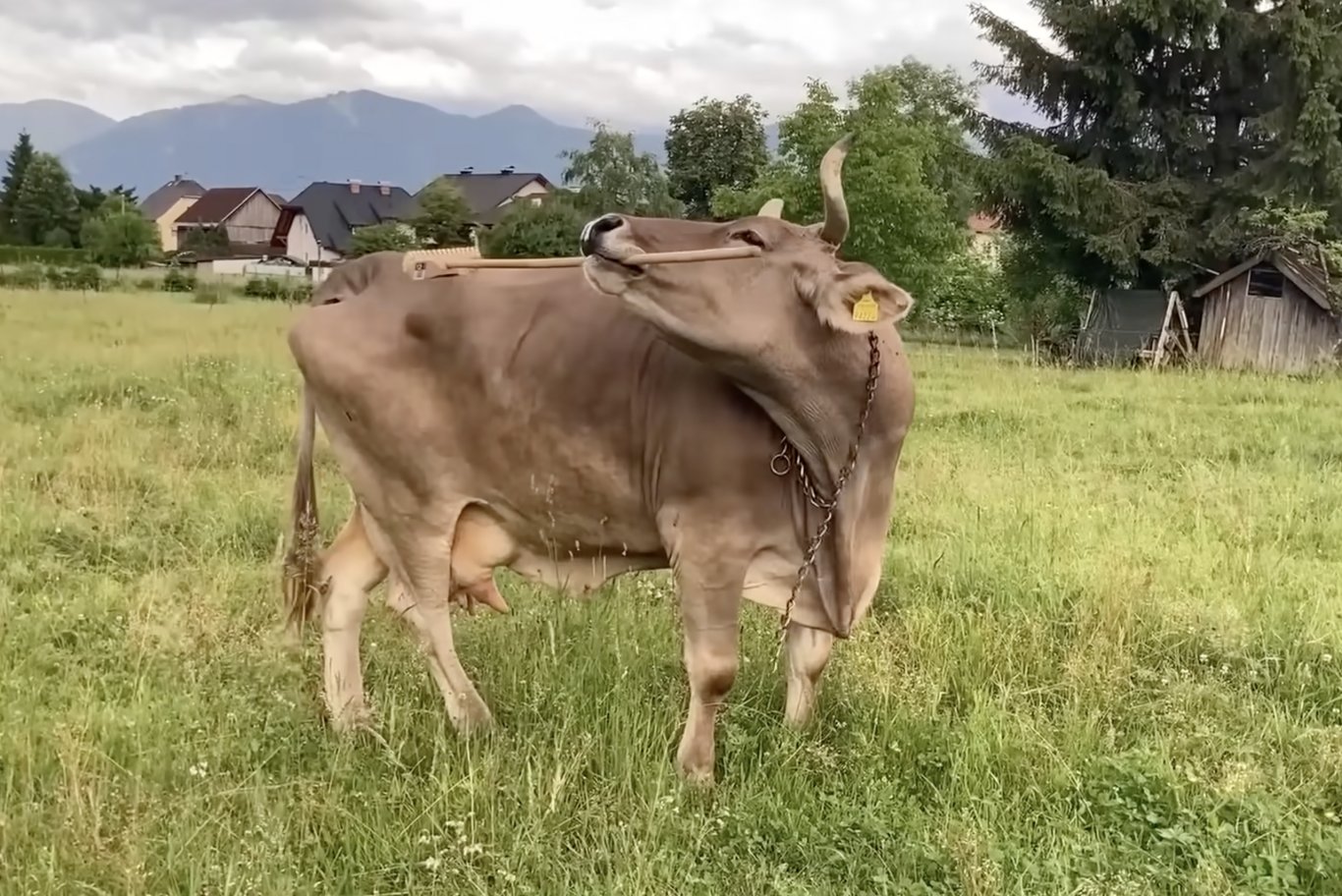 Csodájára járnak a tudósok a seprűvel vakarozó tehénnek
