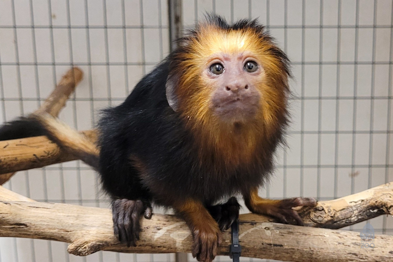 A díler kistigrise után itt a sofőr aranyfejű oroszlánmajmocskája: újabb irtó aranyos élő bűnjel került a Fővárosi Állatkertbe