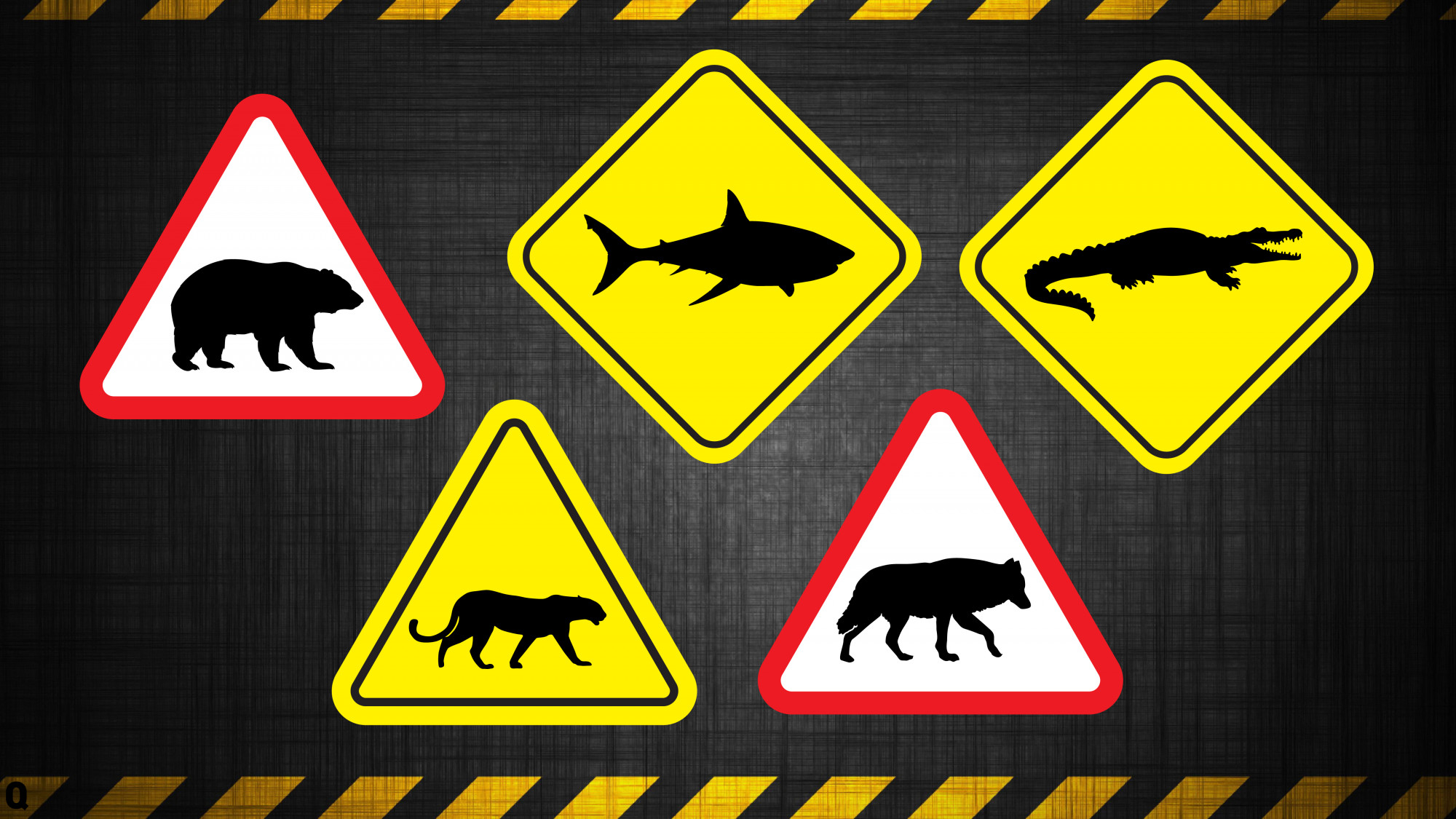 Mit tegyünk, ha támad a medve, a farkas, a cápa vagy a krokodil?