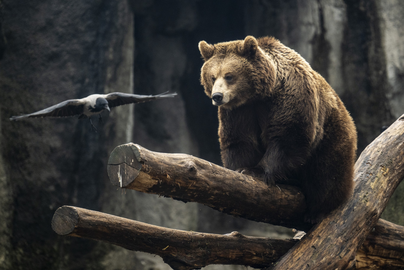 Ezzel a medvével mintha madarat lehetne fogatni