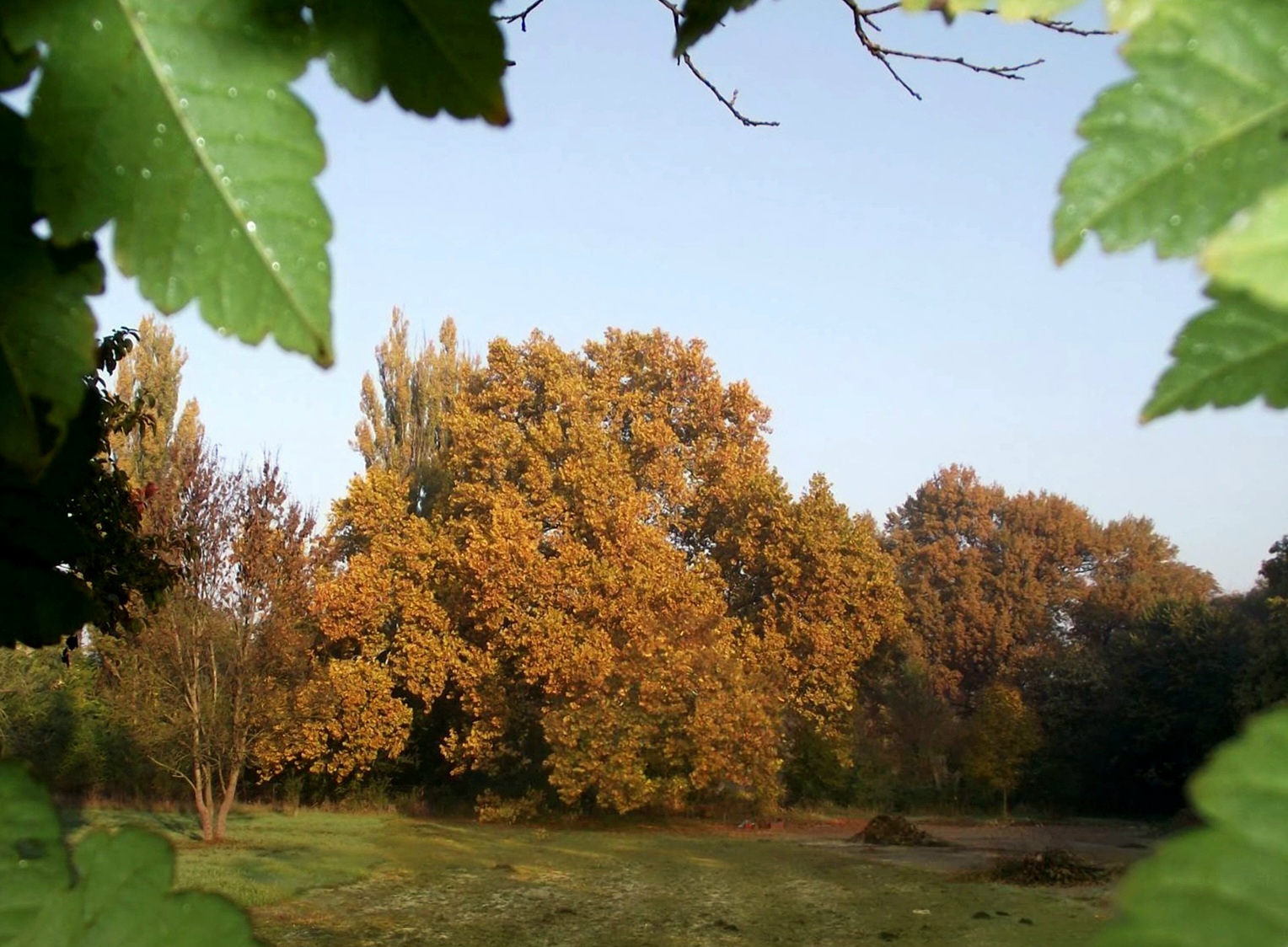 Magyar fa is beszállt a Európai Év Fája versenybe