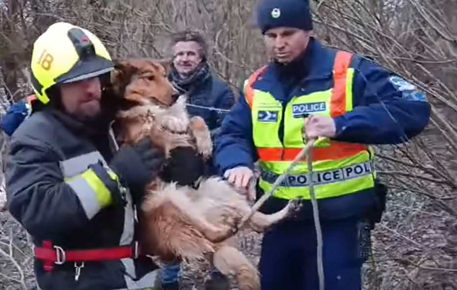 Jegecskének keresztelték el a zajló Tisza jegéről kimentett kutyát