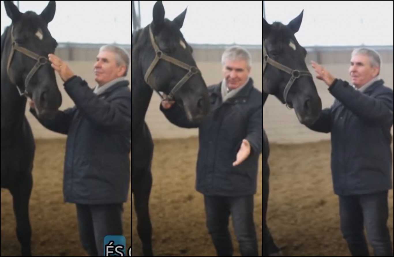 Keress valakit, aki úgy kényeztet, mint Bodó Sándor ezt a kancát!