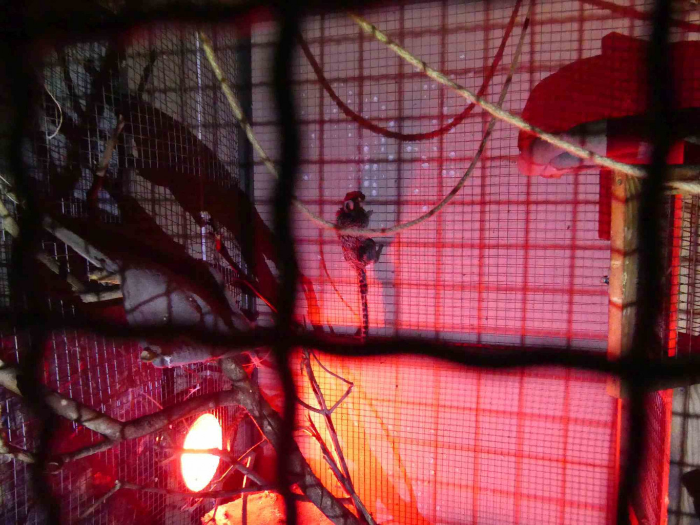 Petymegek, szerválok, mosómedvék – titkos állatkertet számoltak fel a hatóságok Keszthelyen