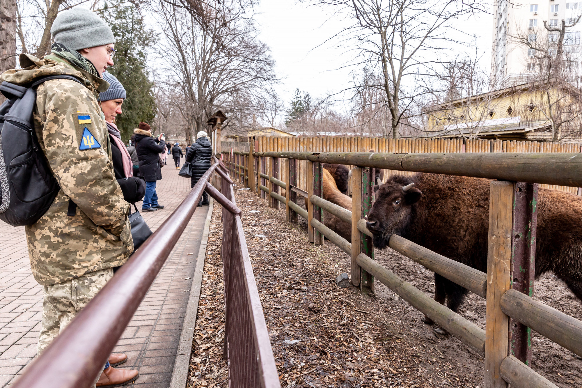 Három perc a szintidő, hogy egy elefántot fedezékbe vigyenek a kijevi állatkertben