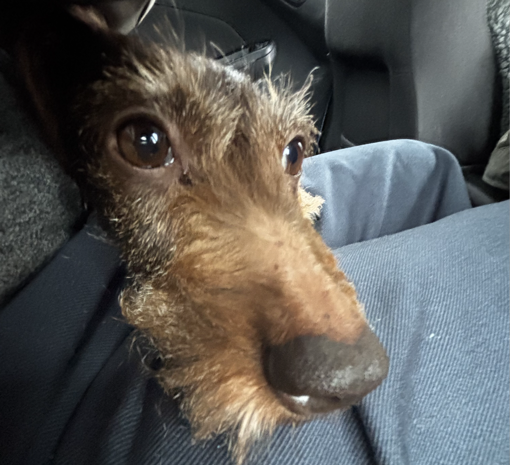 A Shell nem ugrott Orbán provokációjára