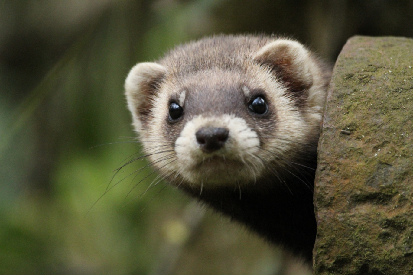 A görény éve: 2026!