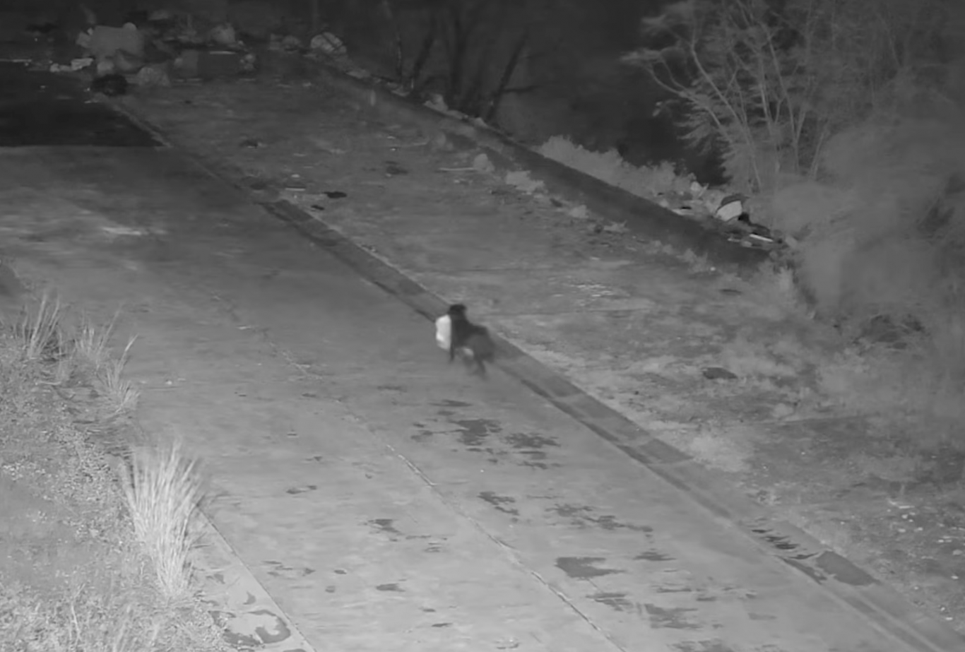 Egy szicíliai férfi illegális szemétlerakásra tréningelte a kutyáját