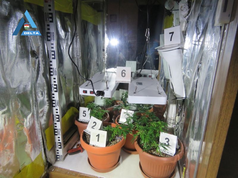 Óvatlan volt a mezőkovácsházi zugkertész, aki külföldről rendelt kendermagot