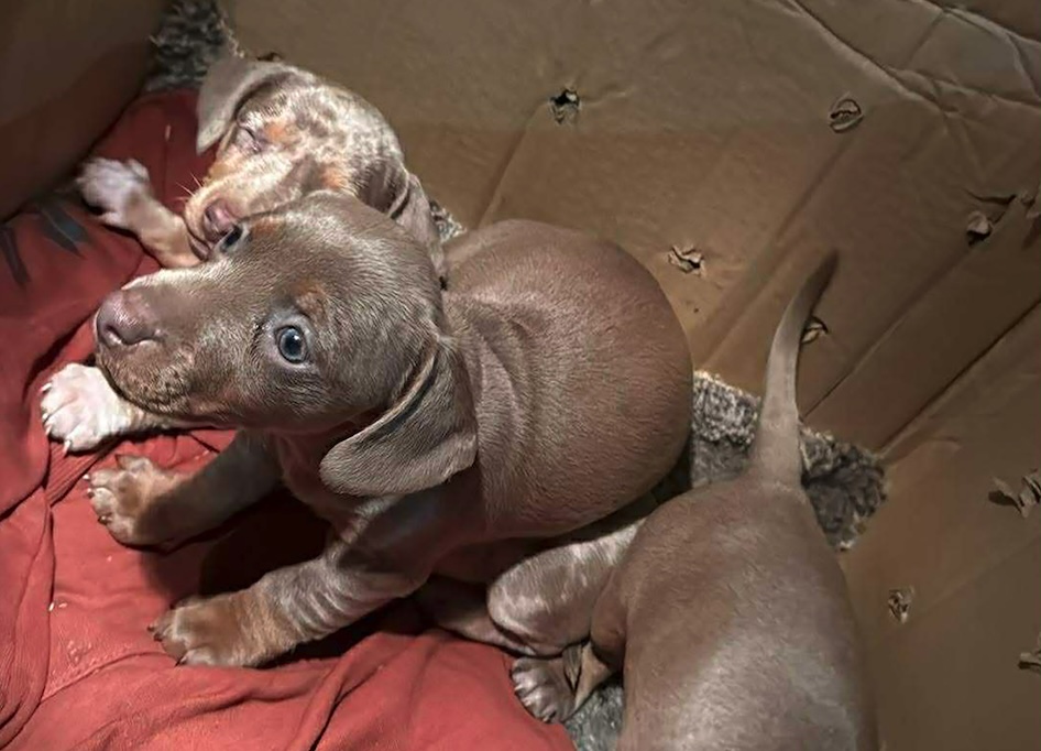 Hét kiskutya utazott egy bolgár kisbuszban papírok nélkül, a szemfüles NAV-osok lekapcsolták őket Szolnoknál