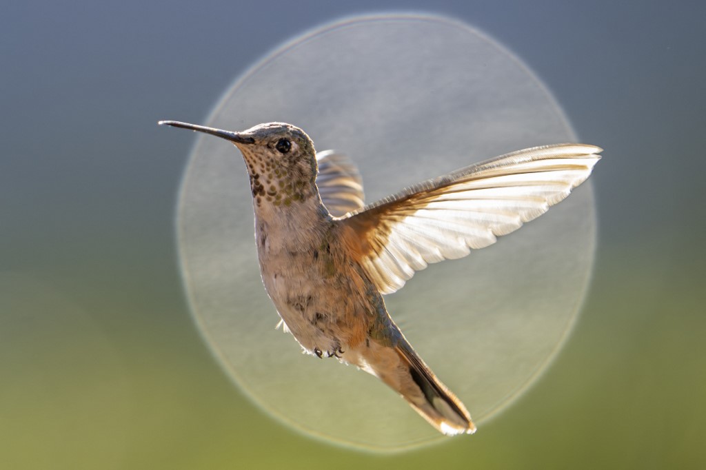 A környezetük alakítja, hogy az állatok milyen gyorsan látják a világot