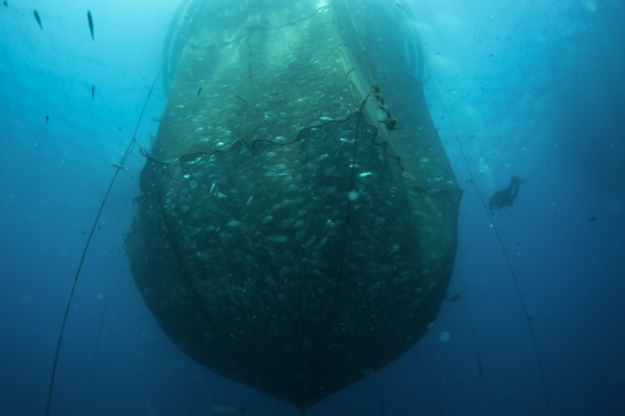 Már egytized foknyi felmelegedés is katasztrofális hatással van a tengeri élővilágra