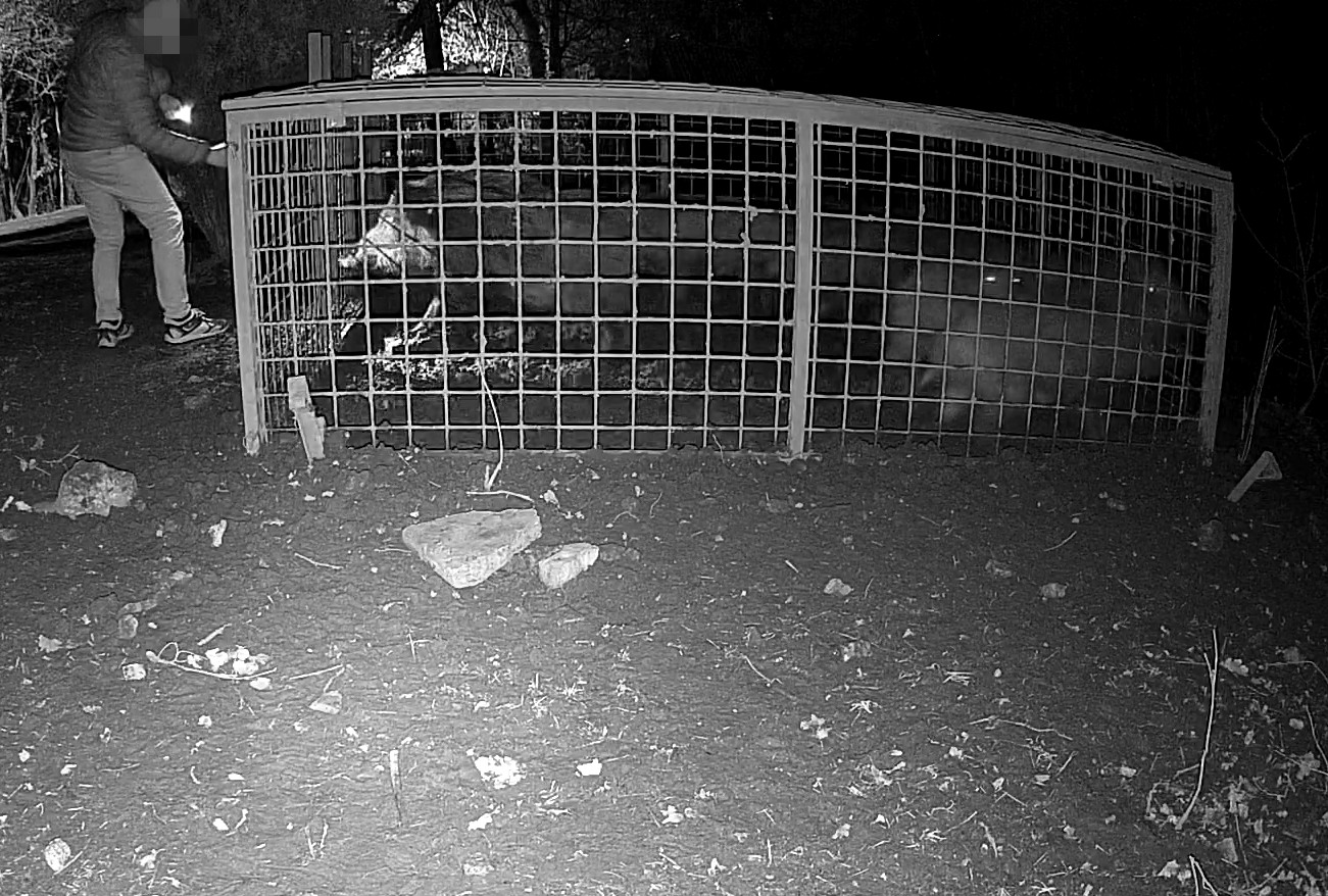 Két ismeretlen kiengedett tíz befogott vaddisznót a XII. kerületben