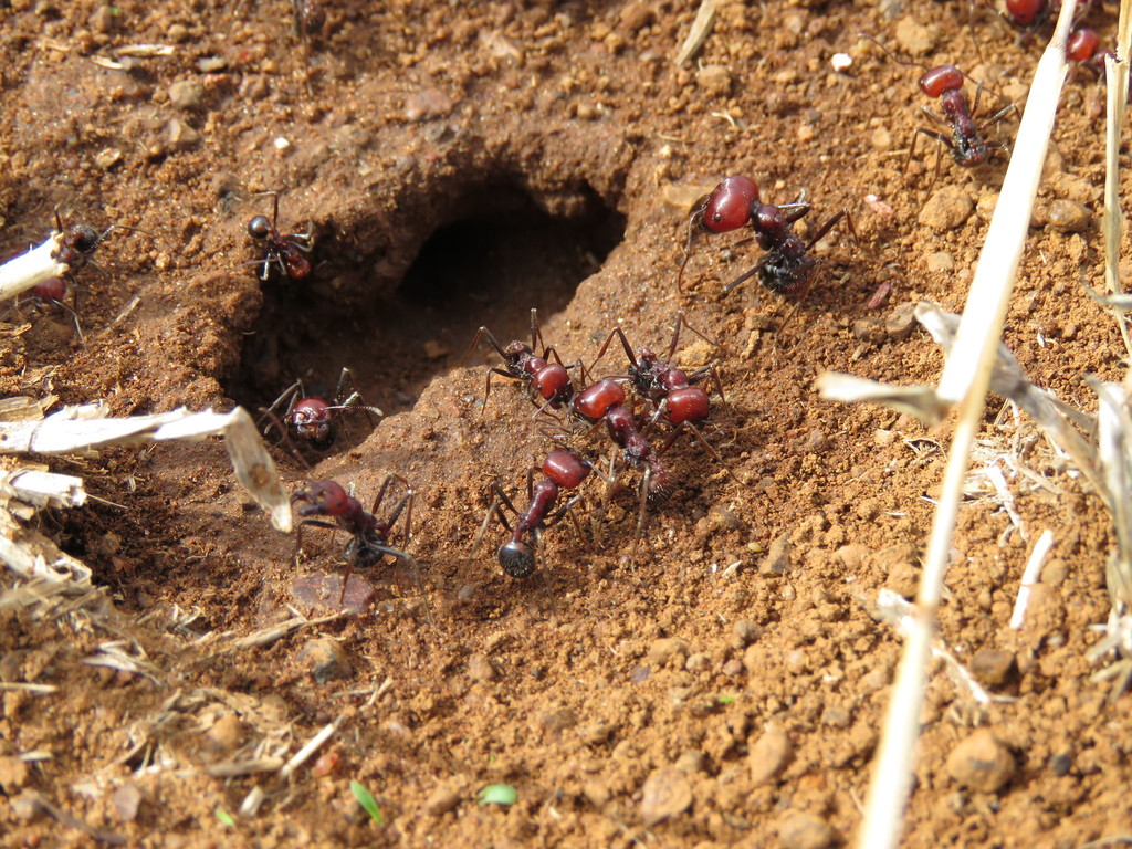 Hangyacsempészt fogtak Kenyában
