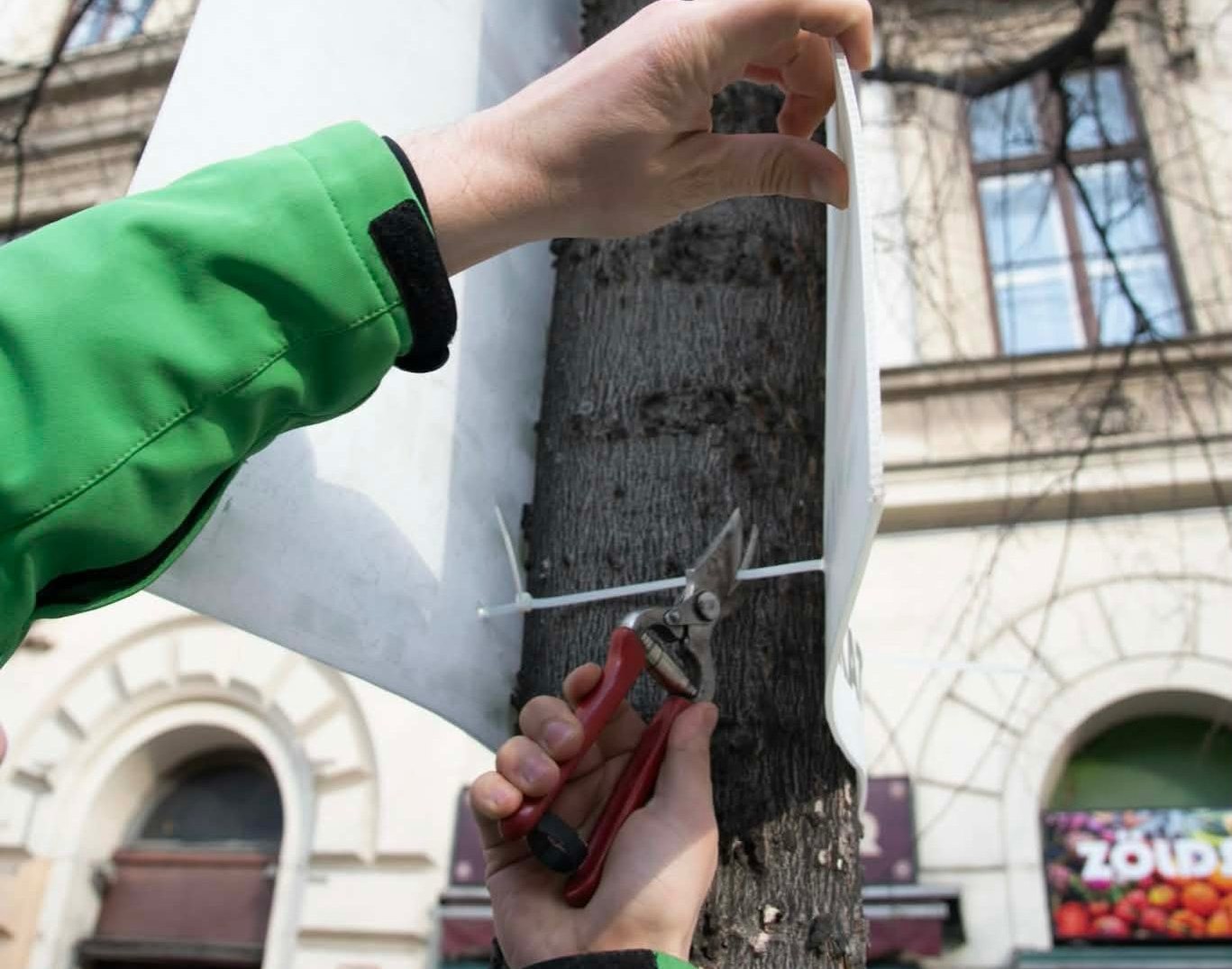 Karácsonyék levágják a fákról az illegális választási plakátokat