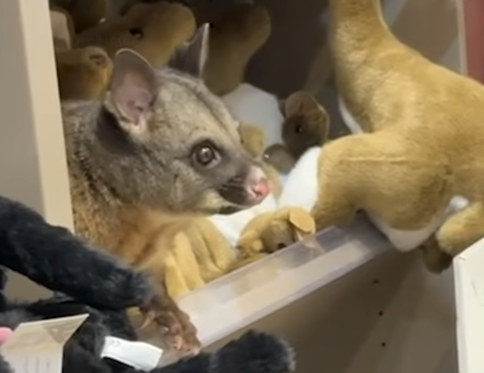 Igazi oposszum bújt meg a plüssök közt egy reptéri ajándékboltban