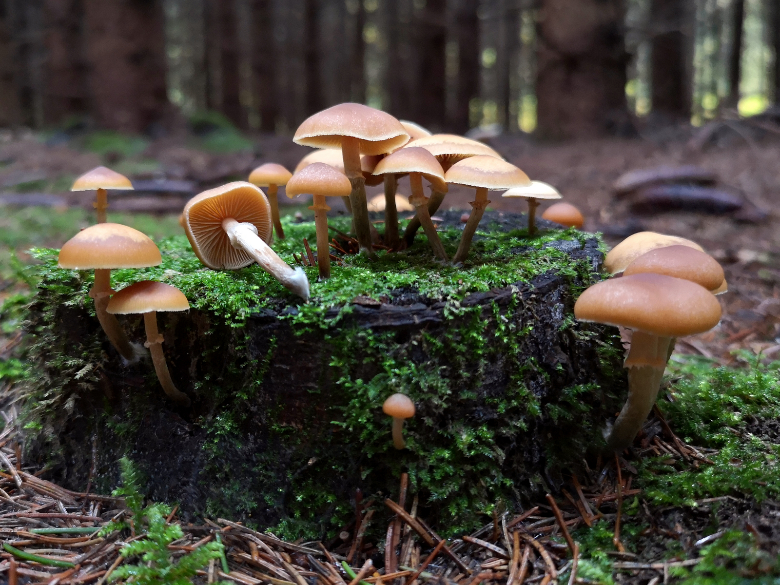 Tragédiák kellettek hozzá, hogy Európában is egyedülálló gombaellenőrzési rendszer jöjjön létre Magyarországon