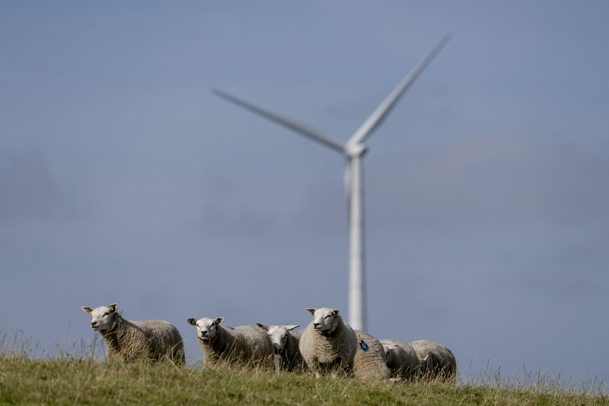 Az Egyesült Államok közel egymilliárd dollárt fizet egy francia energiacégnek, hogy ne építsen szélerőműveket
