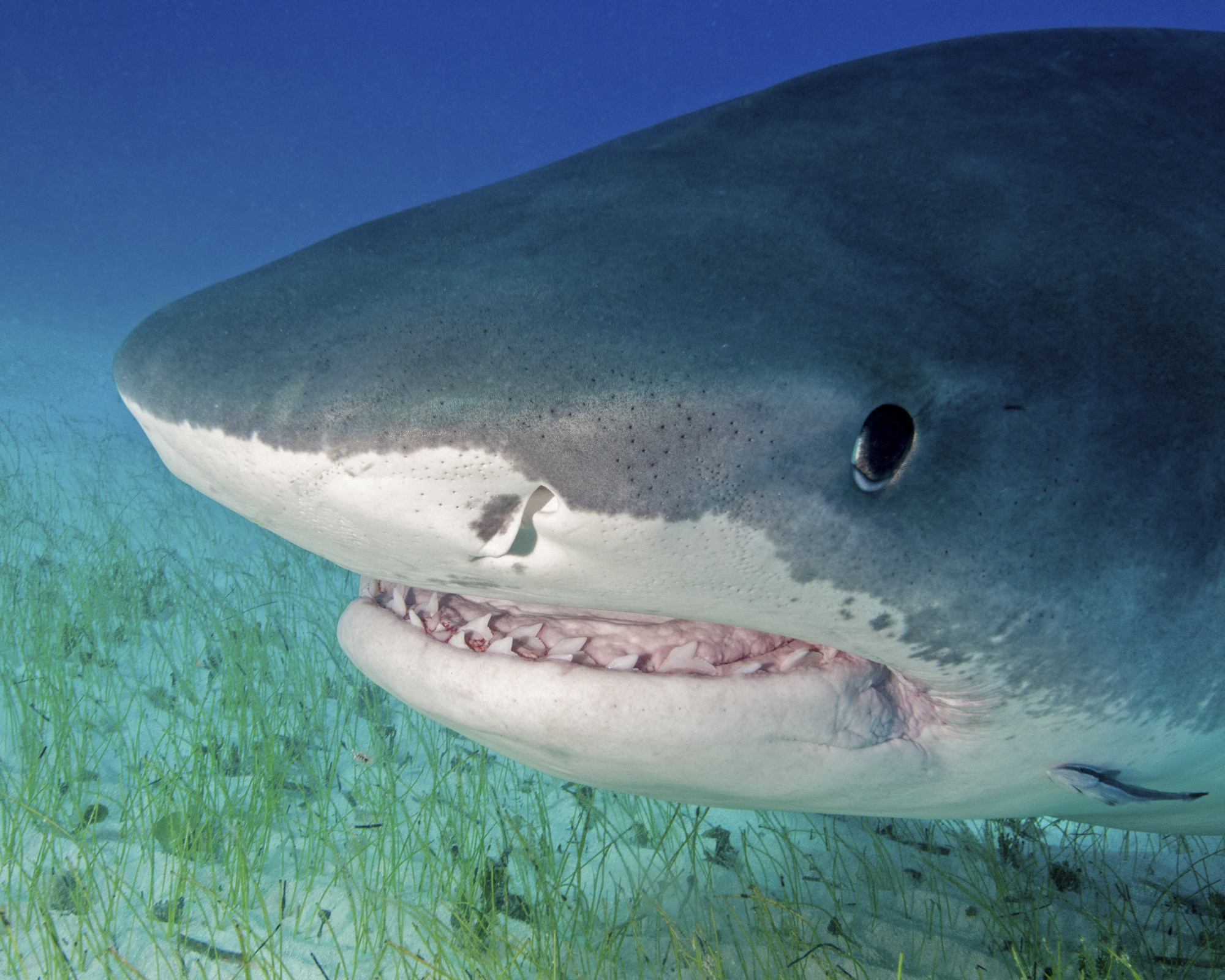 Kokaint és koffeint találtak a cápák szervezetében a Bahamákon