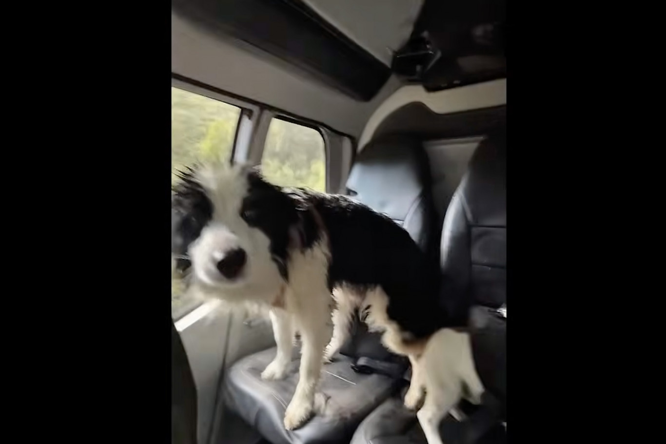 Helikopterrel menekítették ki az új-zélandi hegyekből a sérült gazdájára váró border collie-t