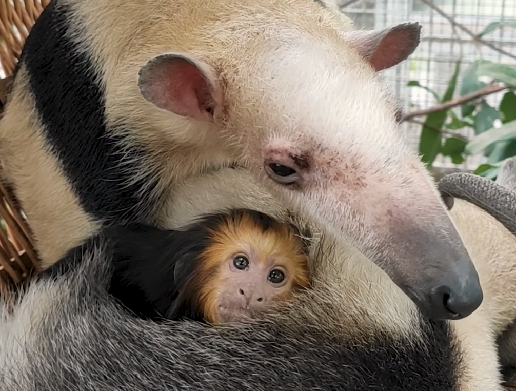 Az egyik hangyásznál talált megnyugvást a Fővárosi Állatkertben az aranyfejű oroszlánmajmocska