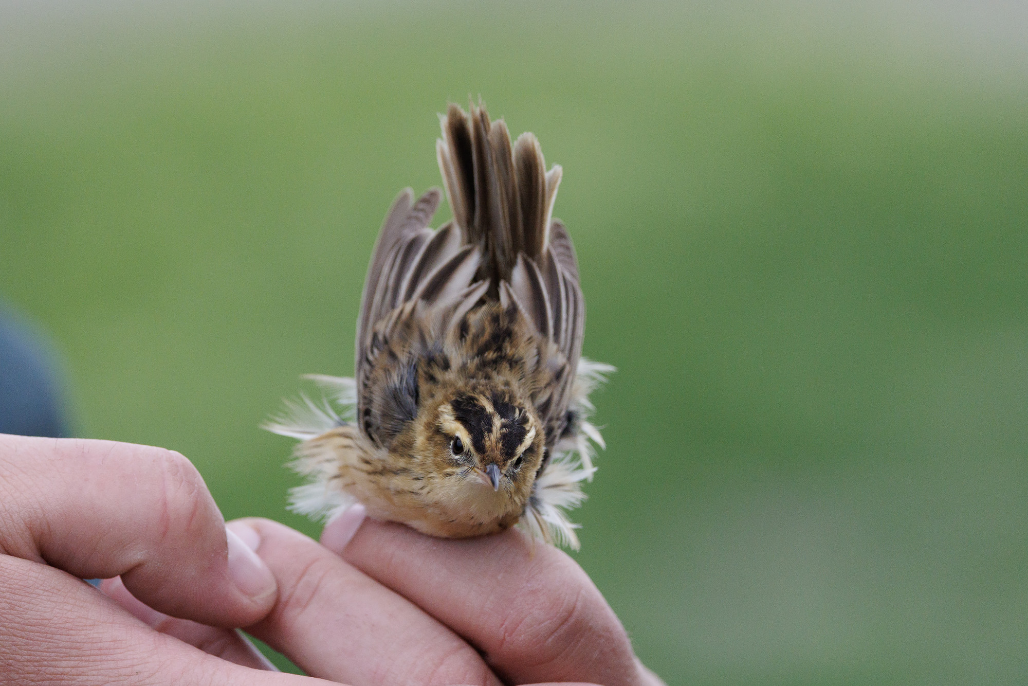Újra megjelent a Hortobágyon a Magyarországról évtizede eltűnt csíkosfejű nádiposzáta