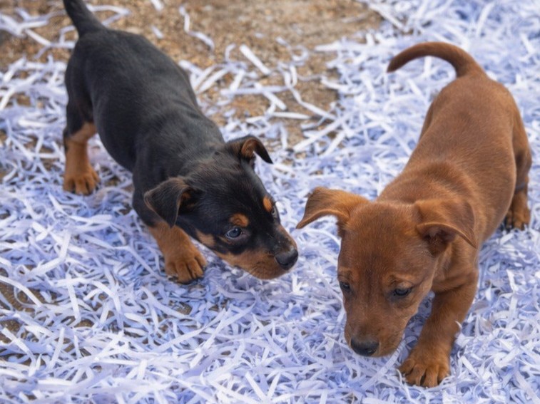 Tacskókat a minisztériumokba: a kölyökkutyák imádják az iratdarálós kormányváltást