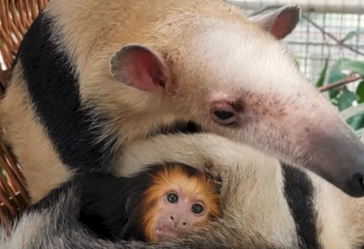 Hangyásszal ölekező aranyos kismajomban is oktatjuk az egész világot – ismerd meg a zuglói Punch igaz történetét!