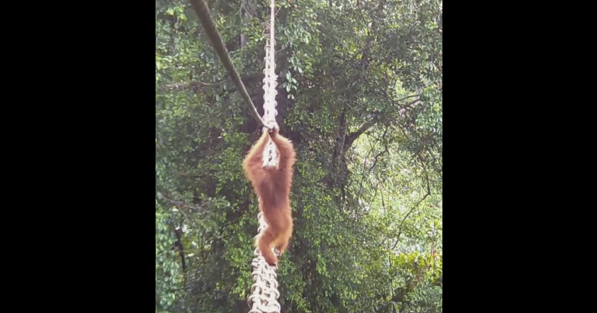 2 évig vártak rá, hogy egy orángután végre átmenjen a nekik épített hídon, most végre átment