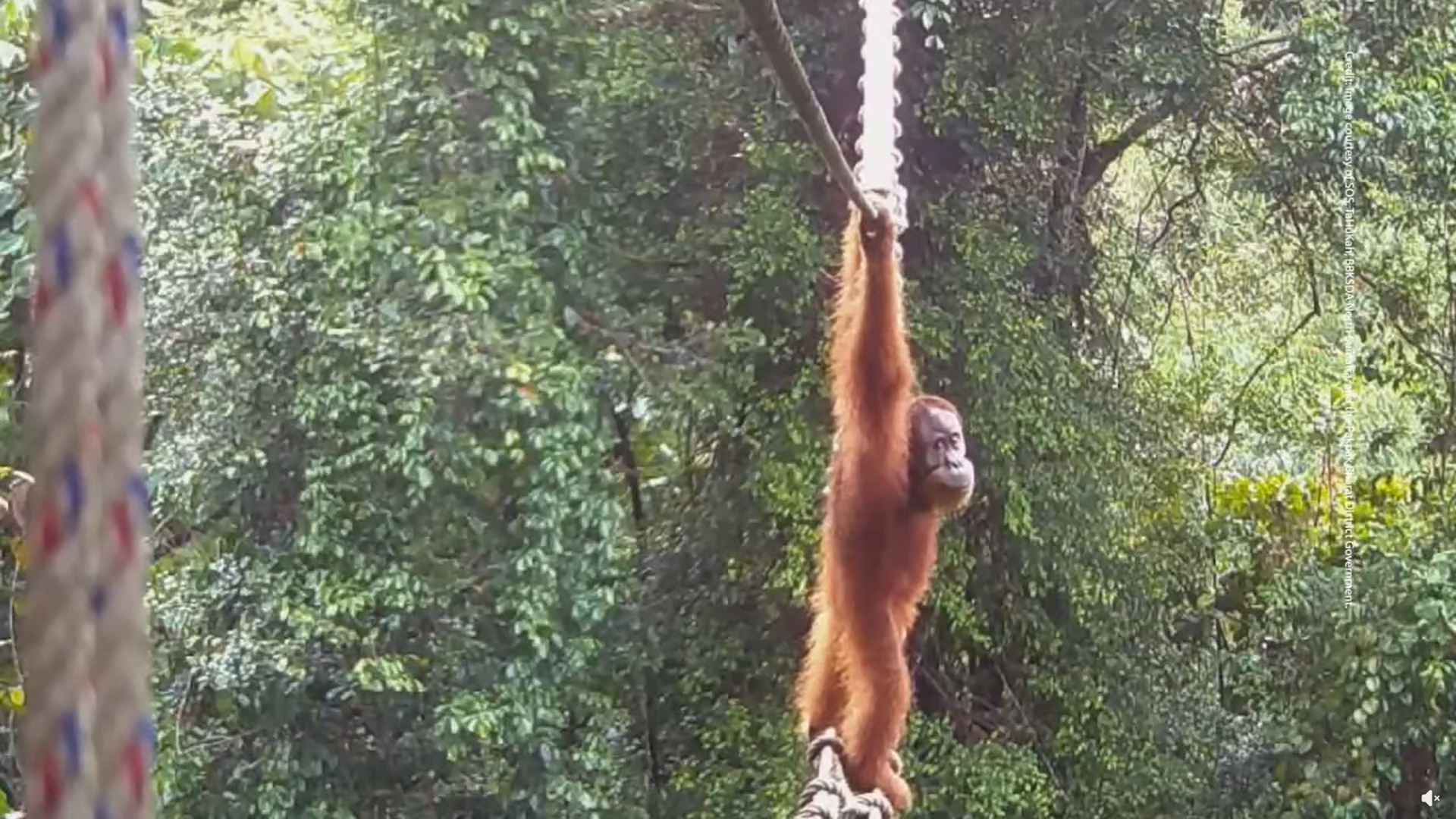 Először kelt át a forgalmas út fölé épített lombkoronahídon a súlyosan veszélyeztetett orangután