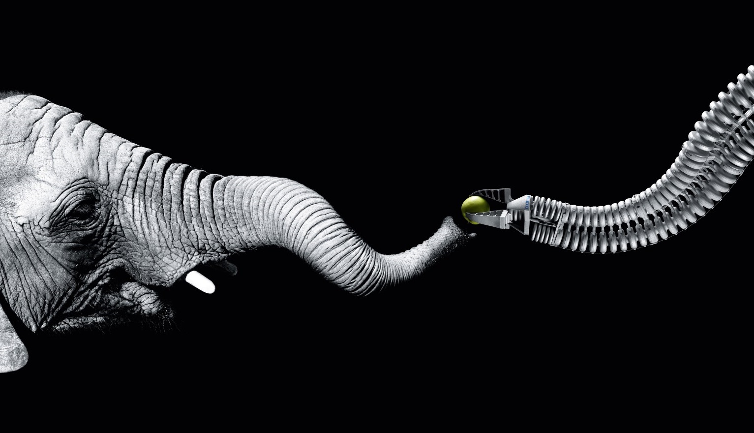 Áttörést hozhatnak a robotikába az elefánt ormányát imitáló lágyrobotok