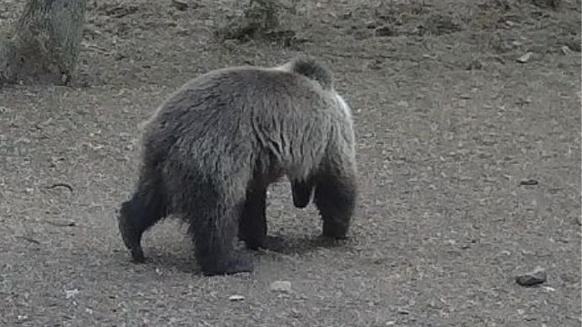 Barna medve látták Égerszög mellett