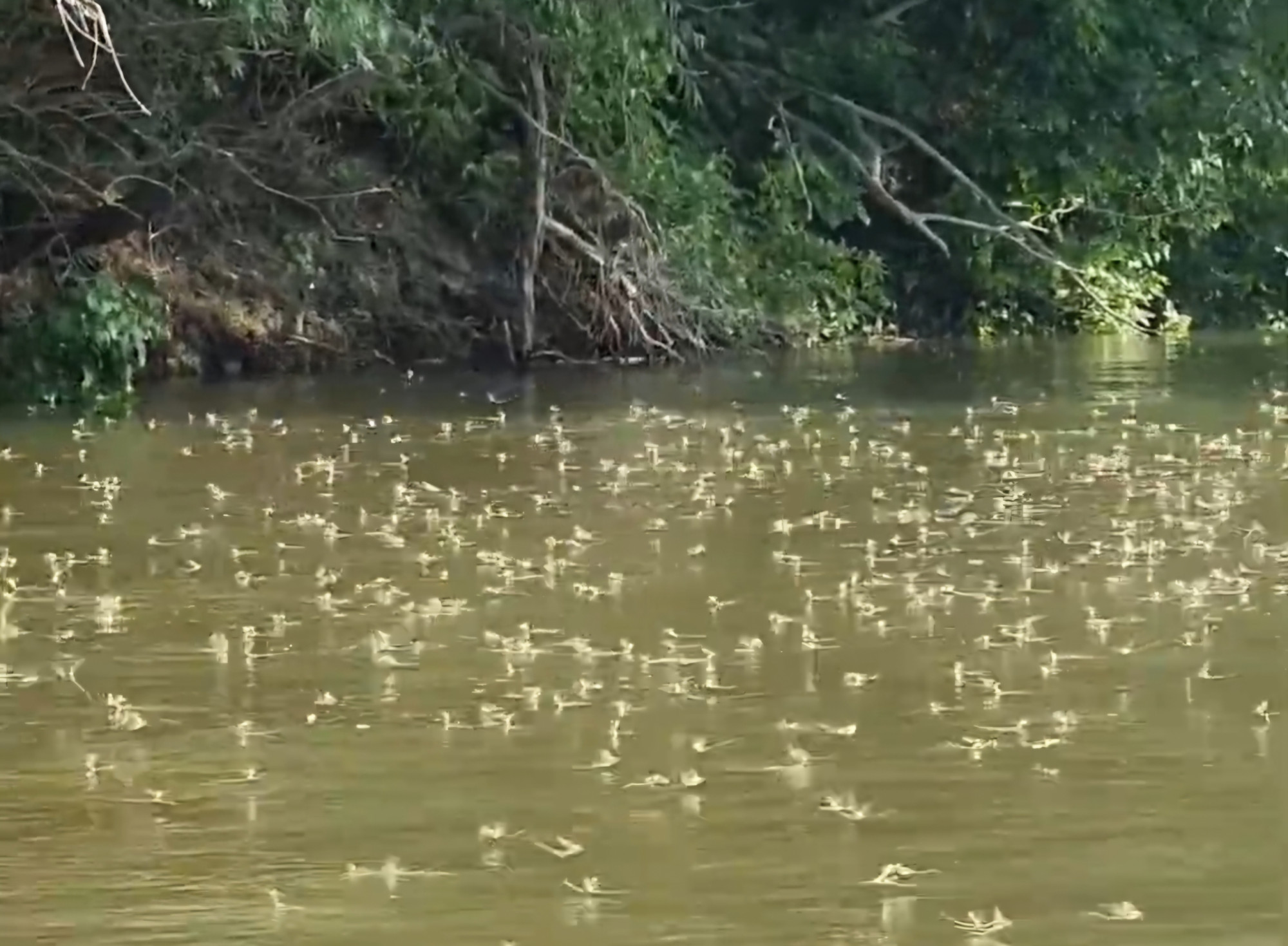 Rendőrség: Megkezdődött a Tisza virágzása