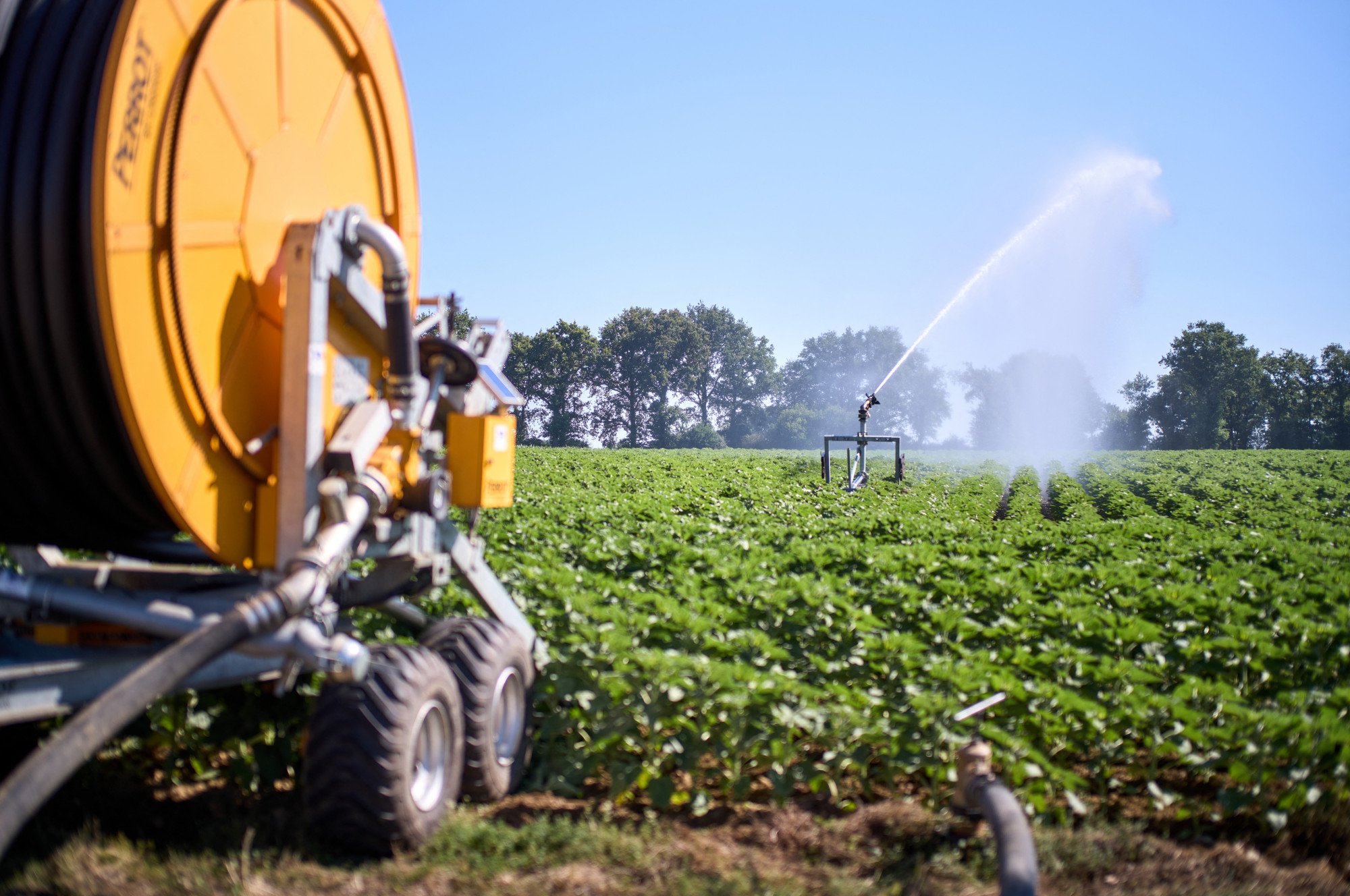 Civil szervezetek szerint a Tisza nem védte meg a GMO-mentes magyar álláspontot Európai Parlamentben