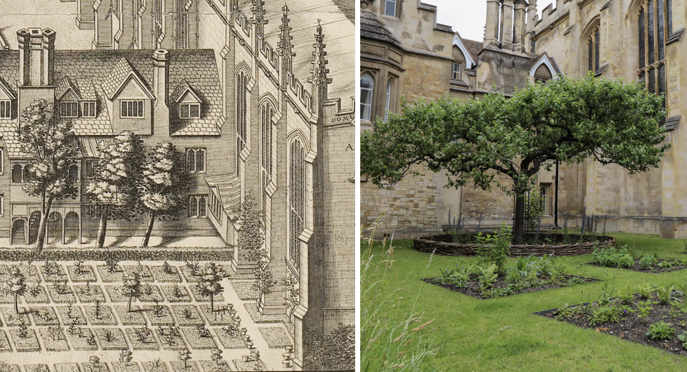 Újrateremtették a Cambridge-i Egyetem egyik 17. századi kertjét