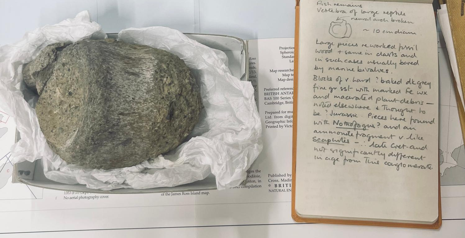 Antarktiszi titanoszauruszt találtak egy angol fiókban