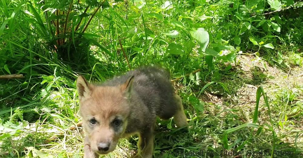 Farkaskölyök szimatolt meg egy kutatók az Aggteleki Nemzeti Parkban
