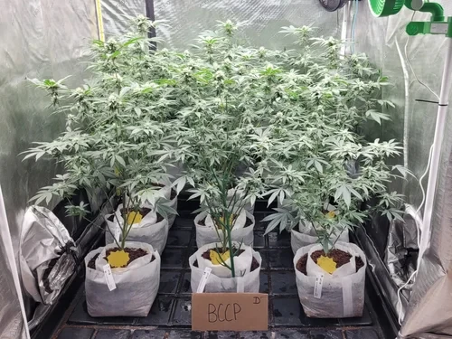 Jelentősen növeli a kannabisz terméshozamát egy kaliforniai fejlesztésű akusztikai termesztési módszer