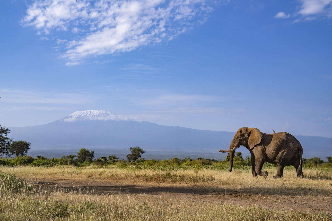 Mérgezés miatt pusztulhatott el 15 elefánt egy kenyai nemzeti parkban