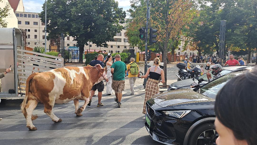 Sokan kérdeztétek: miért volt tehén a Deák téren csütörtök délután?