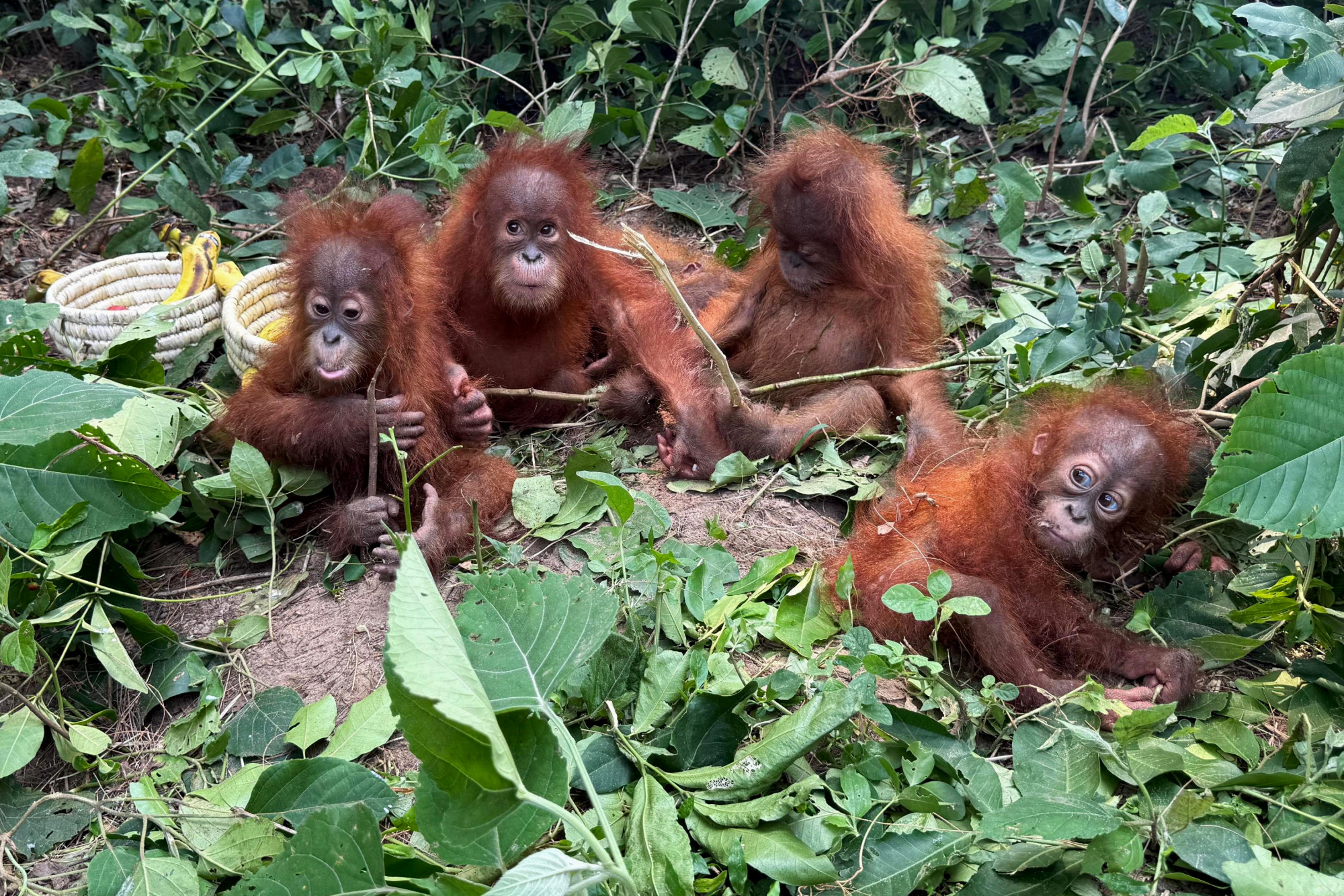 Gyermekkorú orangutánokat találtak egy indiai erdőben, több ezer kilométerre a természetes előhelyüktől