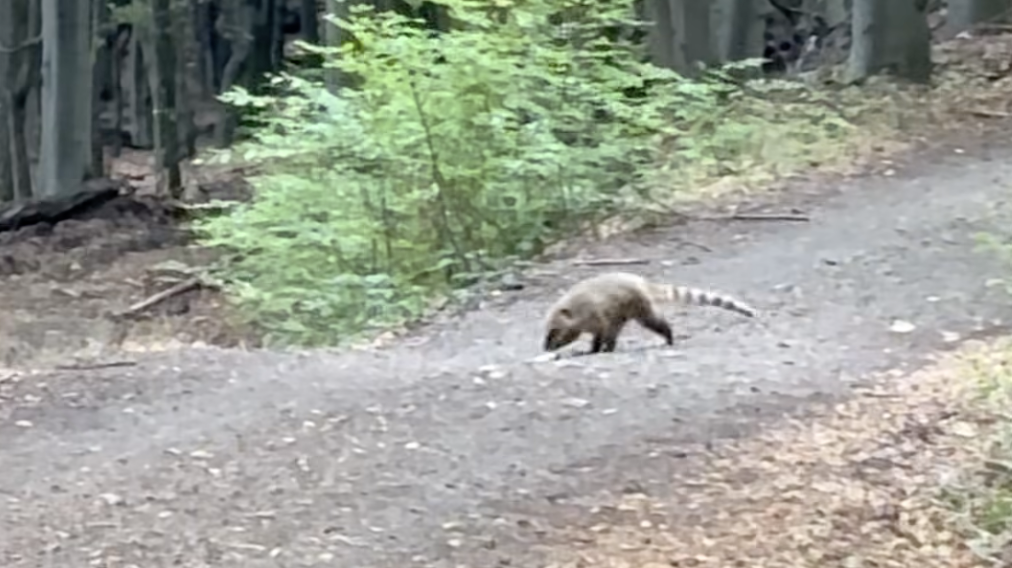 Ormányos medvébe futott a futó a Börzsönyben