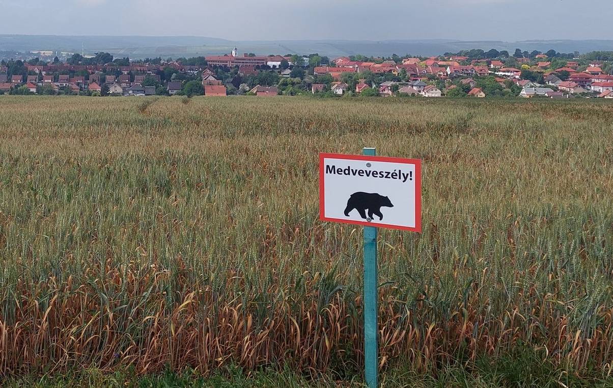 Két nagytestű medve sertepertél a magyar-ukrán határon