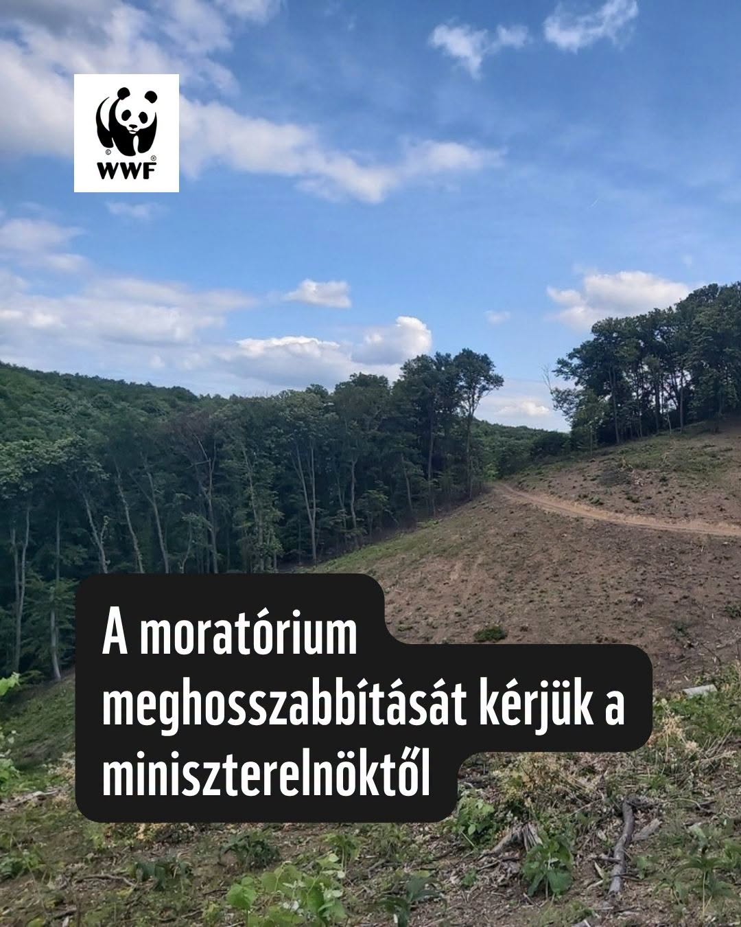 Szomorú, hogy Gajdos megadta magát, így nagyüzemileg folytatódhat a magyar erdők pusztítása